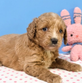 Cavapoo puppy for sale