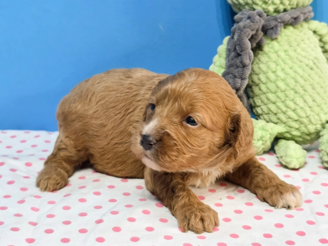 Cavapoo Welpe kaufen