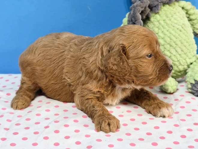Cavapoo Welpe kaufen