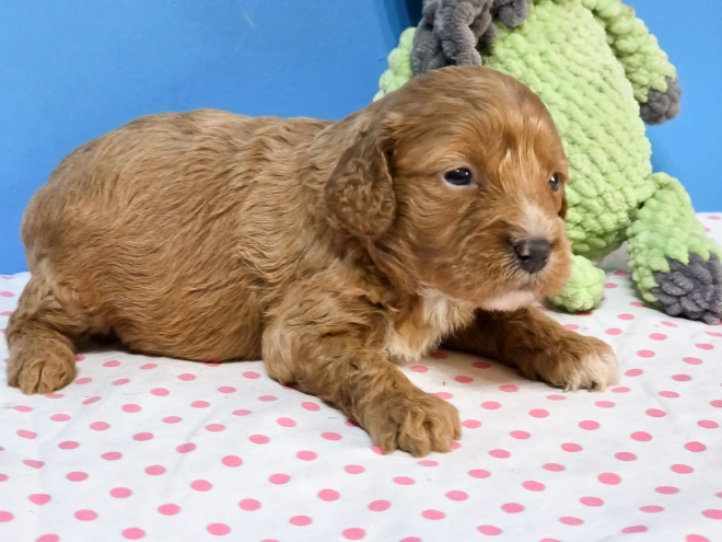 Cavapoo Welpe kaufen