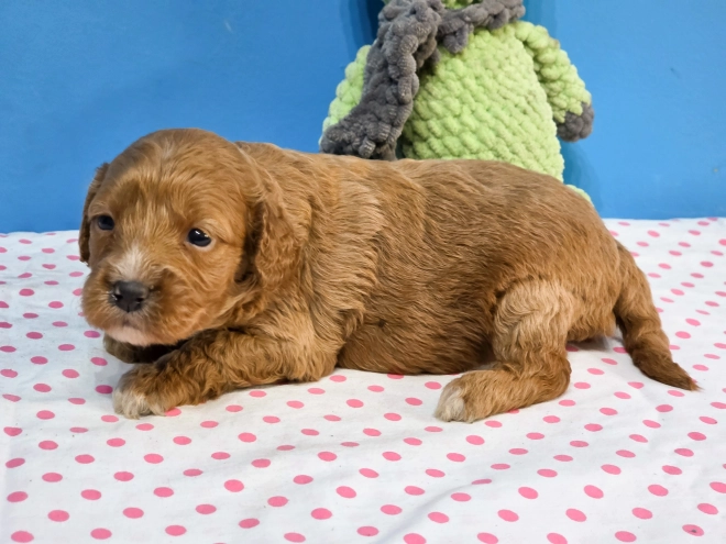 Cavapoo Welpe kaufen