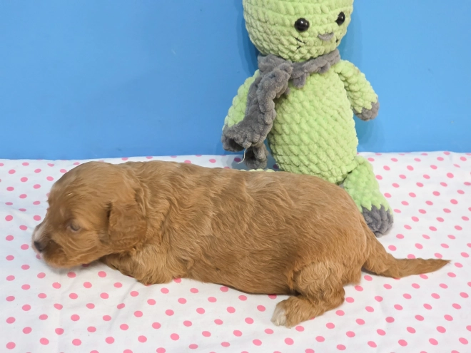 Cavapoo Welpe kaufen