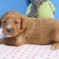 Stella – F1, red Cavapoo Welpen kaufen