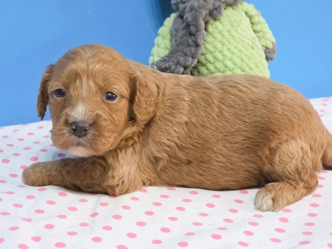 Cavapoo Welpe kaufen