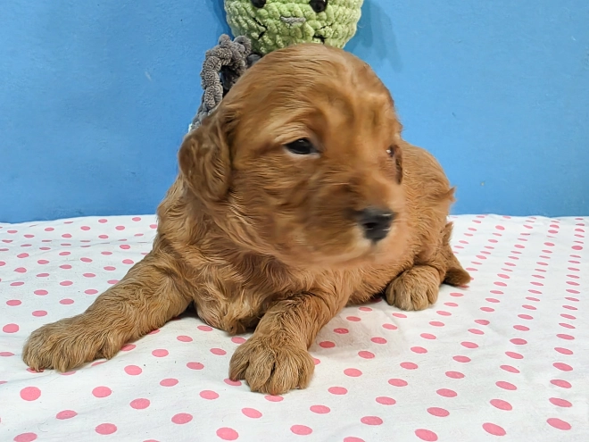 Cavapoo Welpe kaufen
