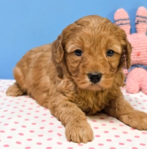 Perros Cavapoo en venta