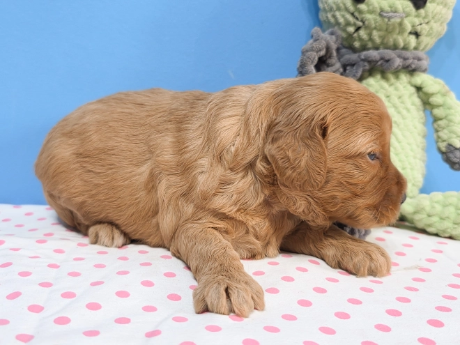 Cavapoo Welpe kaufen
