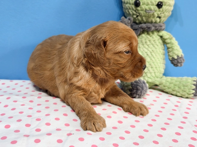 Cavapoo Welpe kaufen
