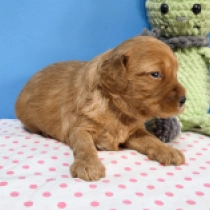 Sylvia – F1, red Cavapoo Welpen kaufen
