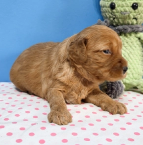 Cavapoo Welpe kaufen