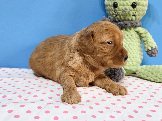 Cavapoo Welpe kaufen
