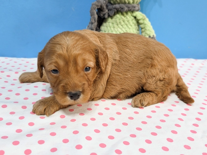 Cavapoo Welpe kaufen