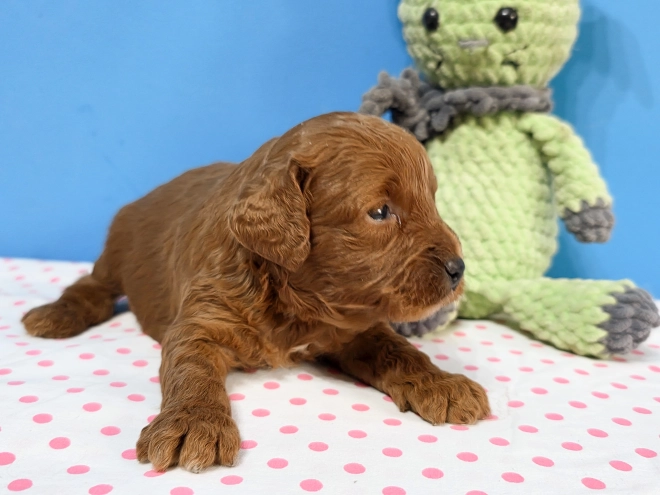 Cavapoo Welpe kaufen