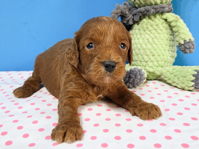 Cavapoo Welpe kaufen