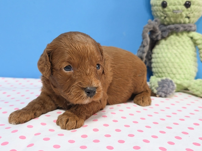 Cavapoo Welpe kaufen