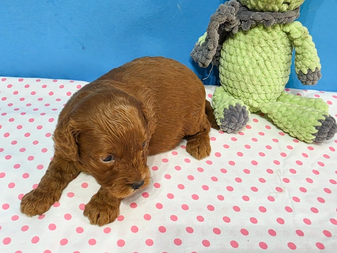 Cavapoo Welpe kaufen
