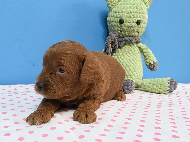 Cavapoo Welpe kaufen