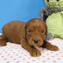 Samuel – F1, red Cavapoo Welpen kaufen