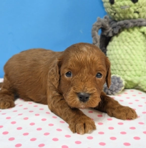 Cavapoo Welpe kaufen