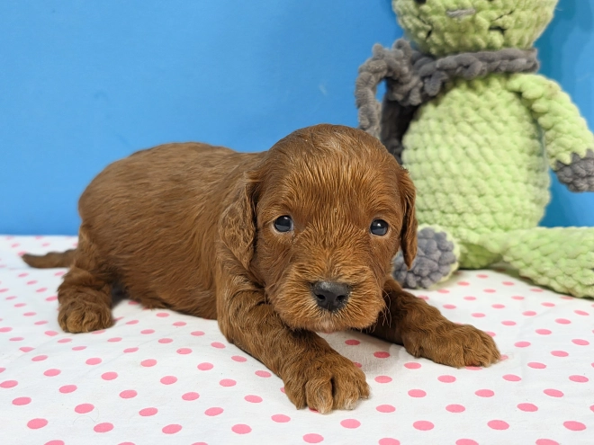 Cavapoo Welpe kaufen