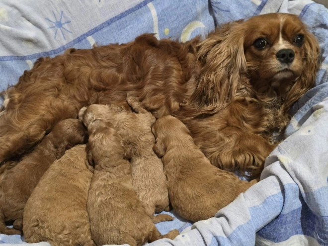 Cavapoo puppy for sale