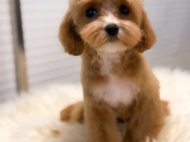 Cavapoo Welpe kaufen