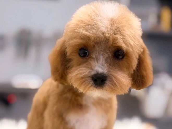 Cavapoo Welpe kaufen