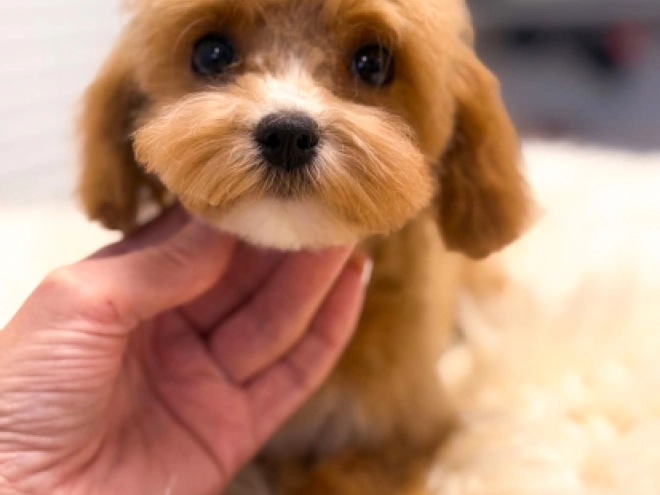 Cavapoo Welpe kaufen