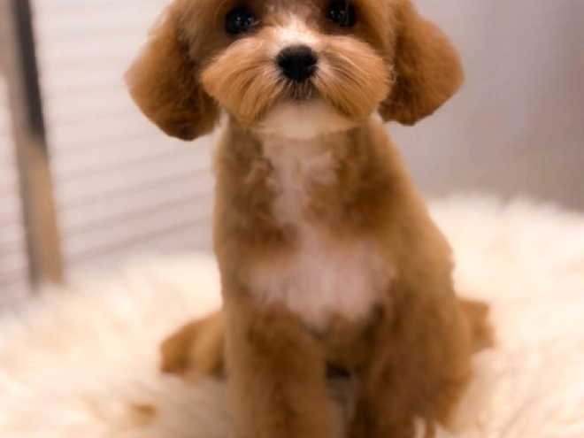 Cavapoo Welpe kaufen