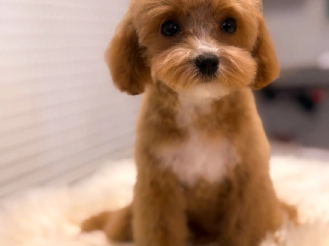 Cavapoo Welpe kaufen