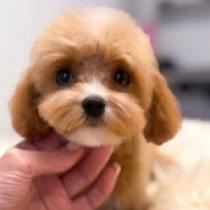 Mini Ria, golden Cavapoo Welpen kaufen