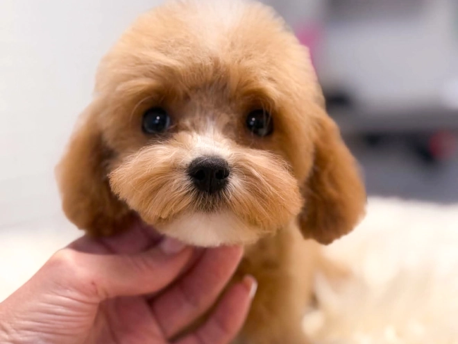Cavapoo Welpe kaufen