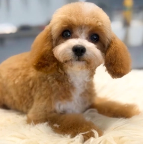 Cavapoo Welpe kaufen