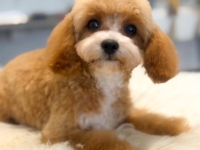 Cavapoo Welpe kaufen
