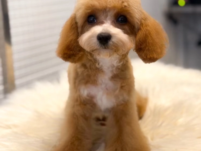 Cavapoo Welpe kaufen