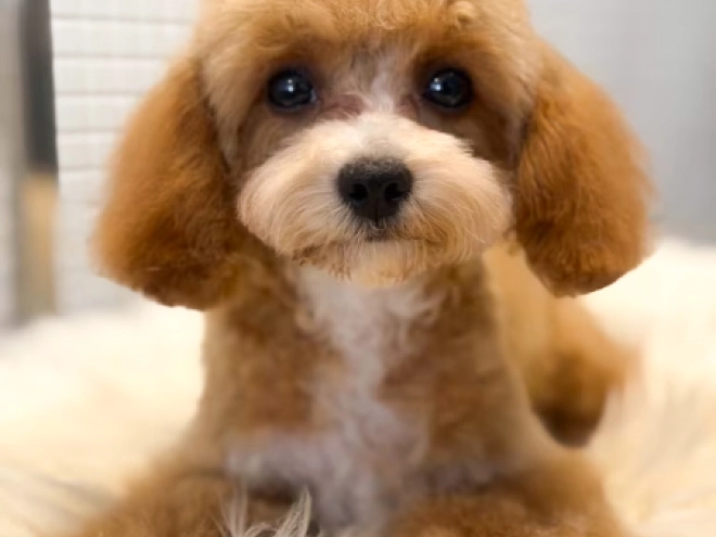 Cavapoo Welpe kaufen