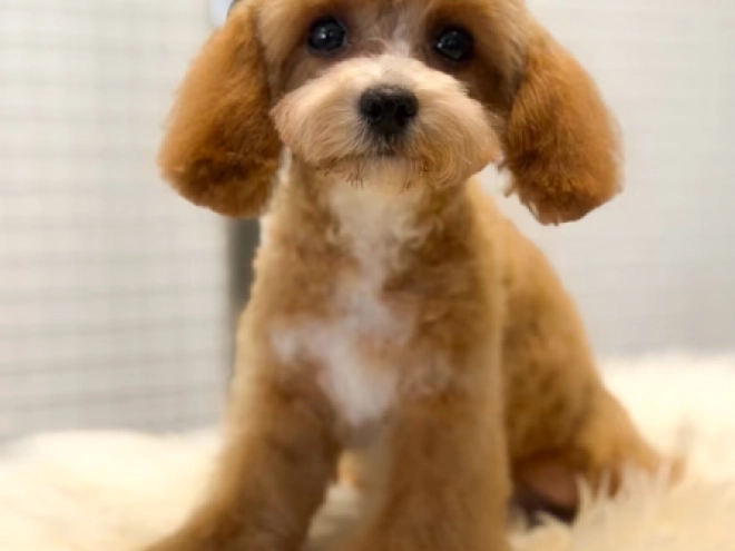 Cavapoo Welpe kaufen