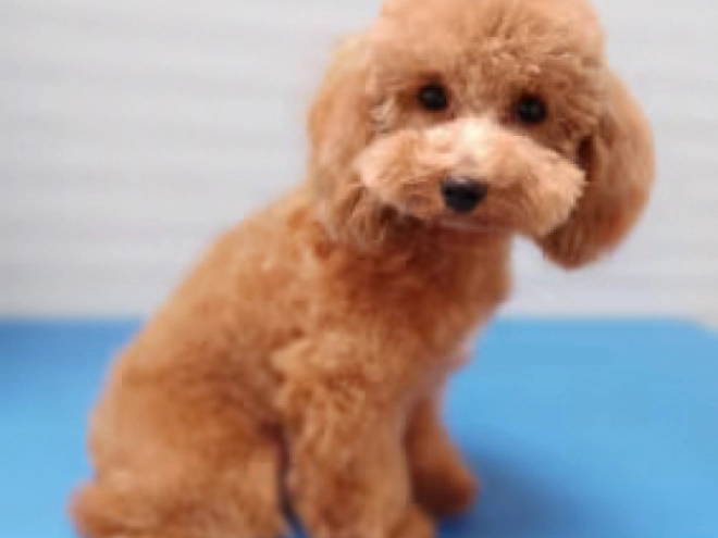 Cavapoo Welpe kaufen