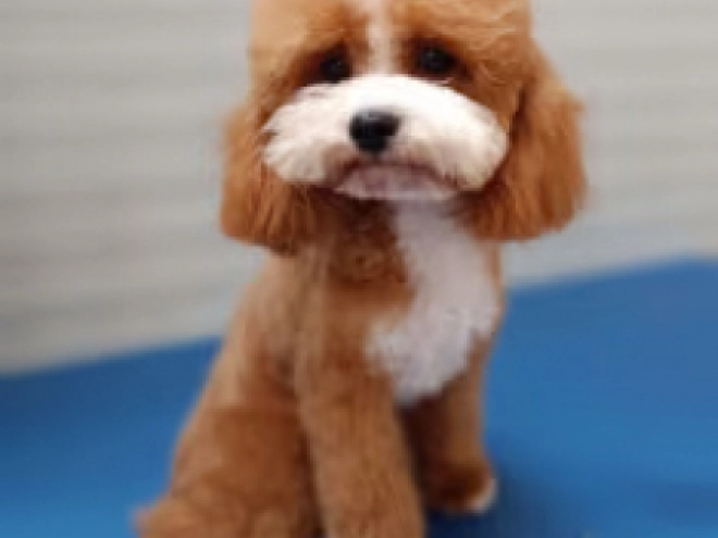 Cavapoo Welpe kaufen