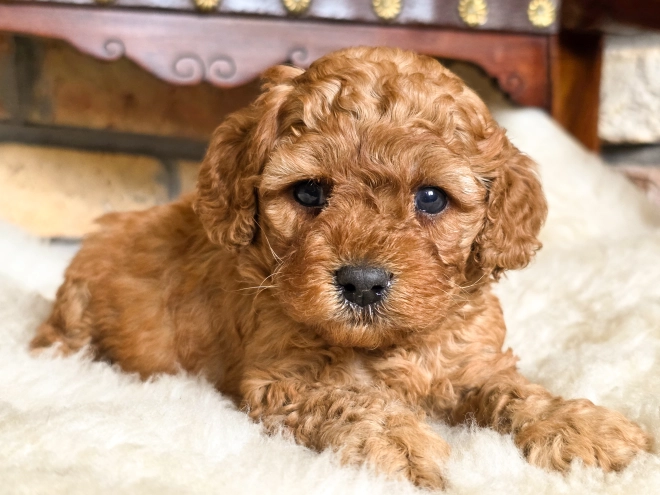 Cavapoo puppy for sale