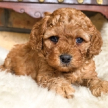 Curly Carmen – F1b, golden Cavapoo for sale