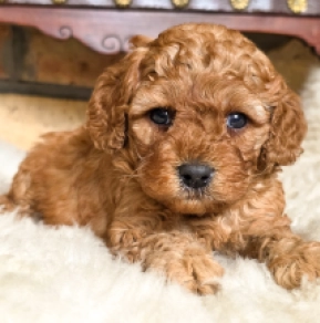Cavapoo puppy for sale