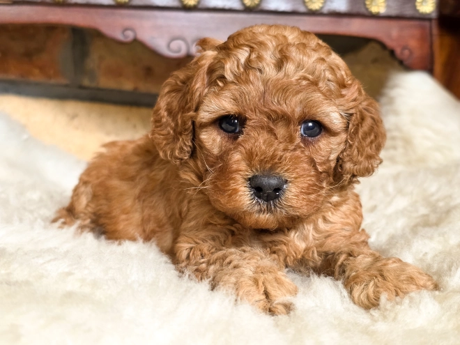 Cavapoo puppy for sale