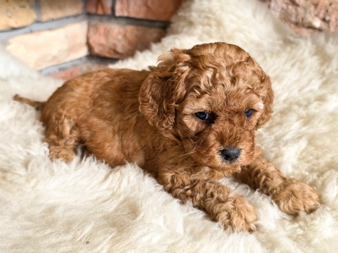 Cavapoo puppy for sale