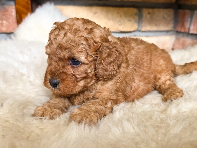 Cavapoo puppy for sale