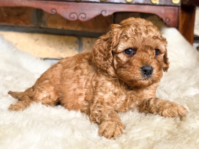 Cavapoo puppy for sale