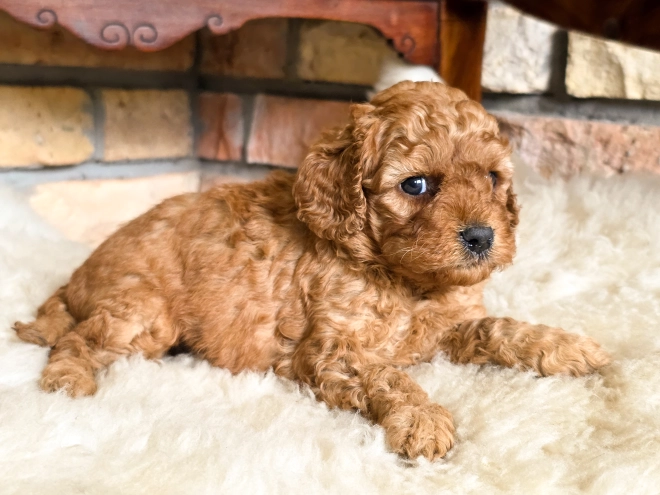 Cavapoo puppy for sale
