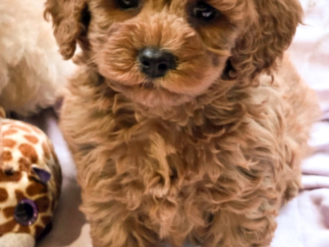 Cavapoo Welpe kaufen