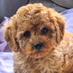 Cavapoo puppy for sale