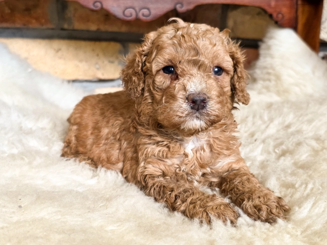 Cavapoo puppy for sale